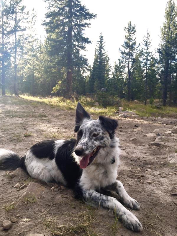 /Images/uploads/Humane Society of Utah/HSU2018/entries/4120thumb.jpg